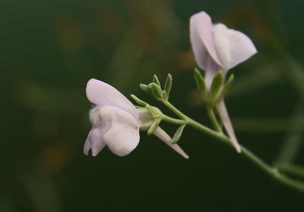 Linaria arcusangeli, Linajola dell’Arco dell’Angelo, Angolieddas, Angolia, Angolias, Angulias, Angulis, Bucchixedd’e lioni