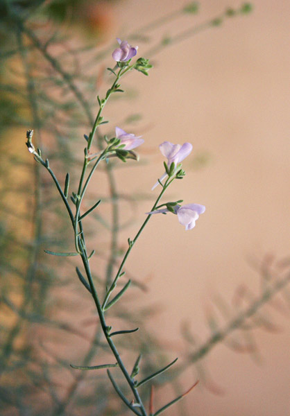 Linaria arcusangeli, Linajola dell’Arco dell’Angelo, Angolieddas, Angolia, Angolias, Angulias, Angulis, Bucchixedd’e lioni