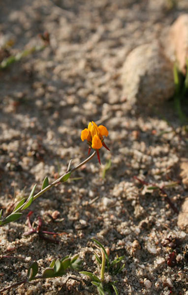 Linaria flava subsp. sardoa, Linajola sardo-corsa, Angolieddas, Angolias, Bucchixedd'e lioni