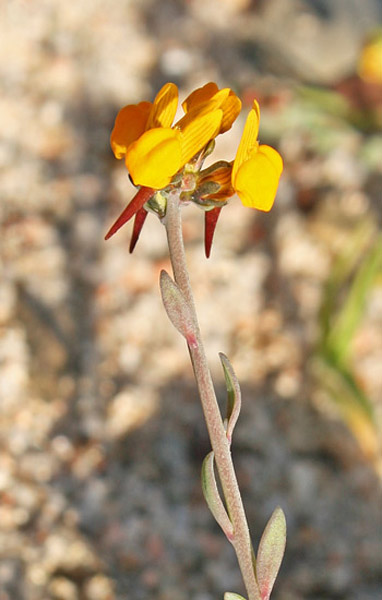 Linaria flava subsp. sardoa, Linajola sardo-corsa, Angolieddas, Angolias, Bucchixedd'e lioni