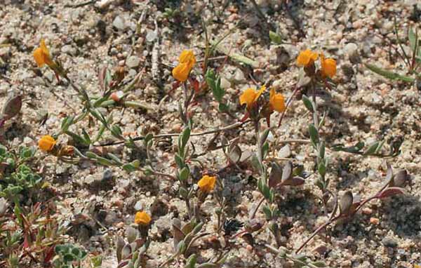 Linaria flava subsp. sardoa, Linajola sardo-corsa, Angolieddas, Angolias, Bucchixedd'e lioni