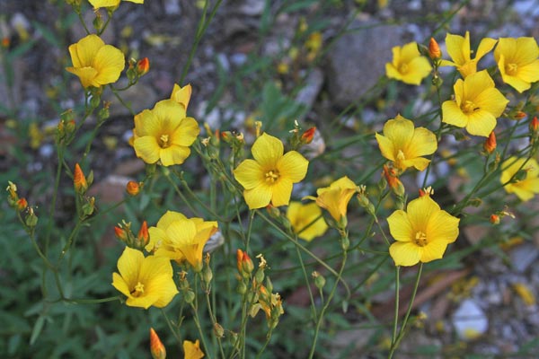 Linum mulleri, Lino di Müller, Linu aresti