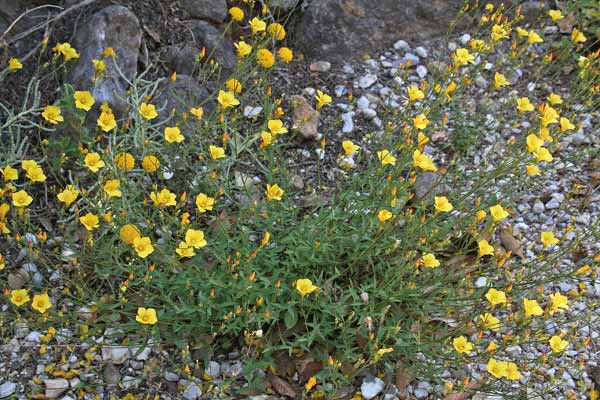 Linum mulleri, Lino di Müller, Linu aresti