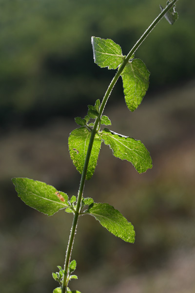 Mentha suaveolens subsp. insularis, Menta, Amenta