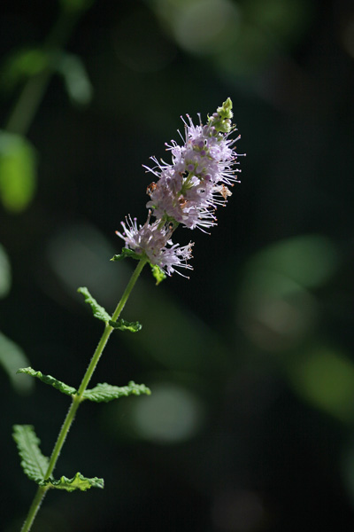 Mentha suaveolens subsp. insularis, Menta, Amenta