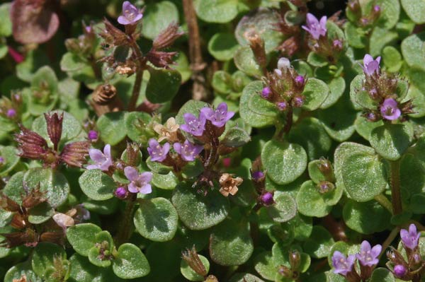 Mentha requienii, Menta di Requien, Amenta