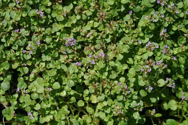 Mentha requienii, Menta di Requien, Amenta