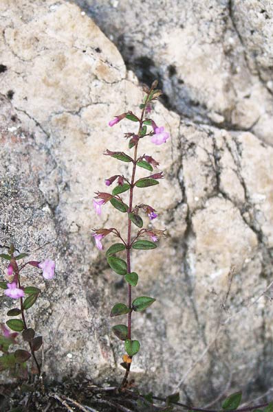 Micromeria cordata, Issopo con foglie cordate