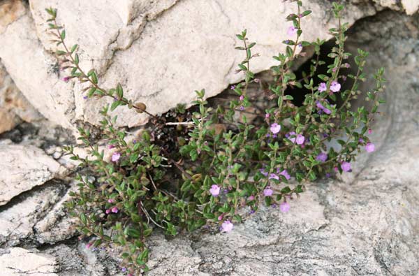 Micromeria cordata, Issopo con foglie cordate