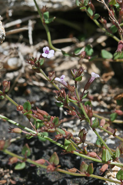 Micromeria filiformis, Issopo di Corsica