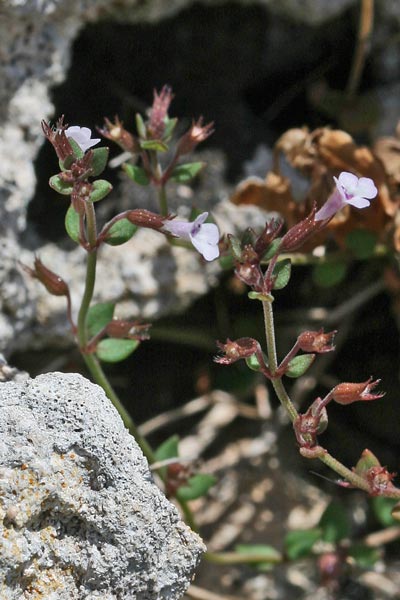 Micromeria filiformis, Issopo di Corsica