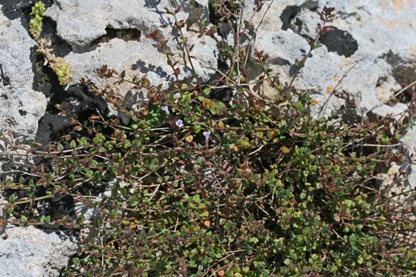 Micromeria filiformis, Issopo di Corsica