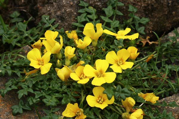 Morisia monanthos, Morisia, Erba de oro, Tutunnu