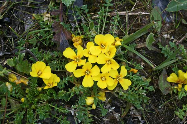 Morisia monanthos, Morisia, Erba de oro, Tutunnu