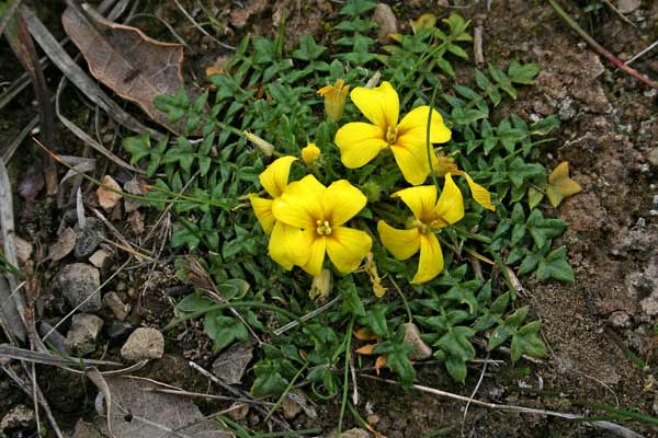 Morisia monanthos, Morisia, Erba de oro, Tutunnu