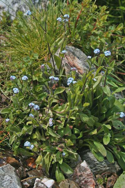 Myosotis soleirolii, Nontiscordardime di Soleirol