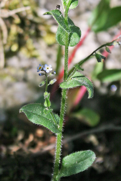 Myosotis soleirolii, Nontiscordardime di Soleirol