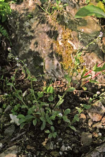 Myosotis soleirolii, Nontiscordardime di Soleirol