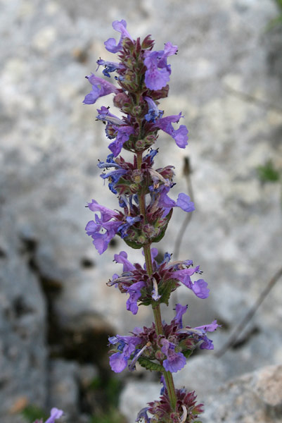 Nepeta foliosa, Gattaia di Sardegna