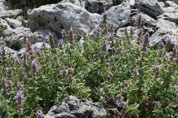 Nepeta foliosa, Gattaia di Sardegna