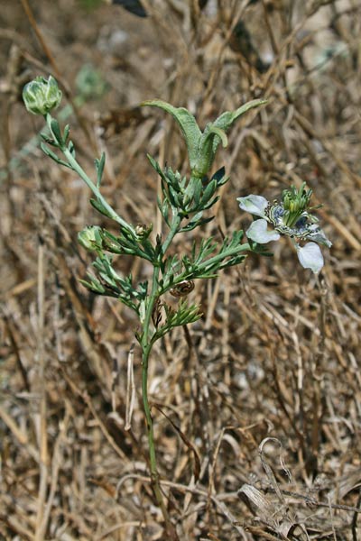 Nigella arvensis subsp. glaucescens, Damigella campestre, Nigella, Fiori de passioni