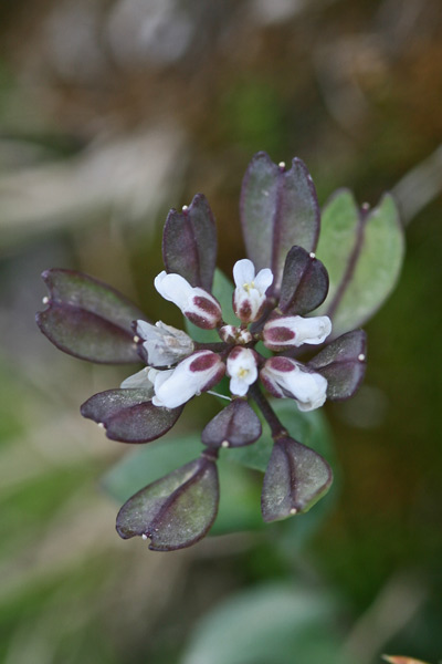 Noccaea brevistyla, Erba storna brevistila