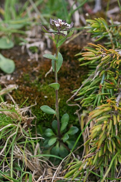 Noccaea brevistyla, Erba storna brevistila