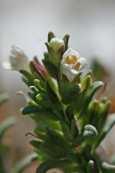 Odontites corsicus, Perlina sardo-corsa