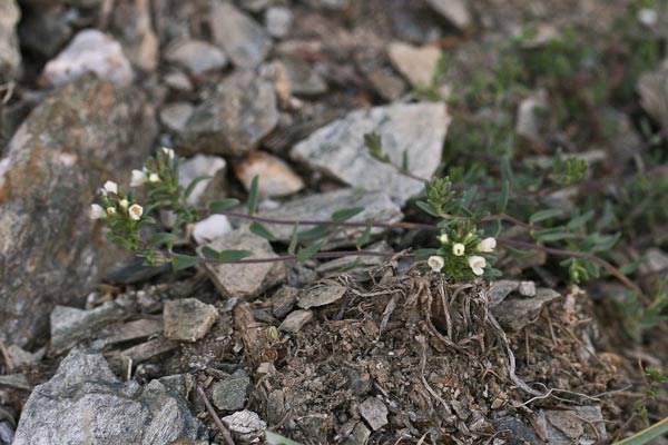 Odontites corsicus, Perlina sardo-corsa