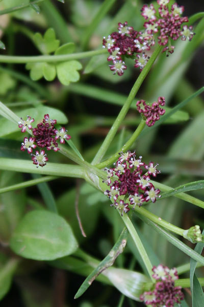 Oenanthe lisae, Finocchio acquatico di Sardegna