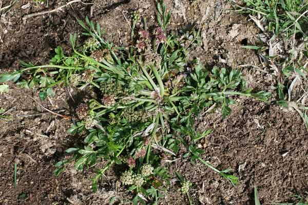 Oenanthe lisae, Finocchio acquatico di Sardegna