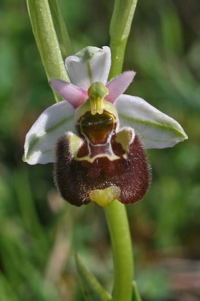 Ophrys annae, Fior mosca, Formicone, Mumuseddus, Musconi