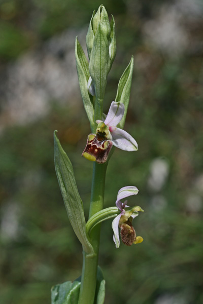 Ophrys annae, Fior mosca, Formicone, Mumuseddus, Musconi