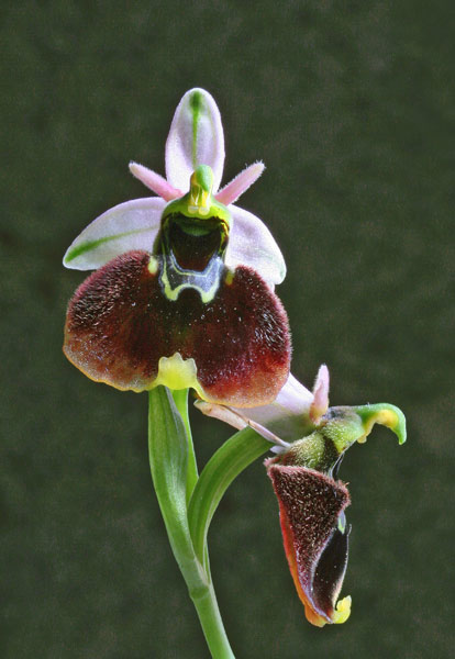 Ophrys chestermanii, Ofride di Chesterman, Mumuseddus