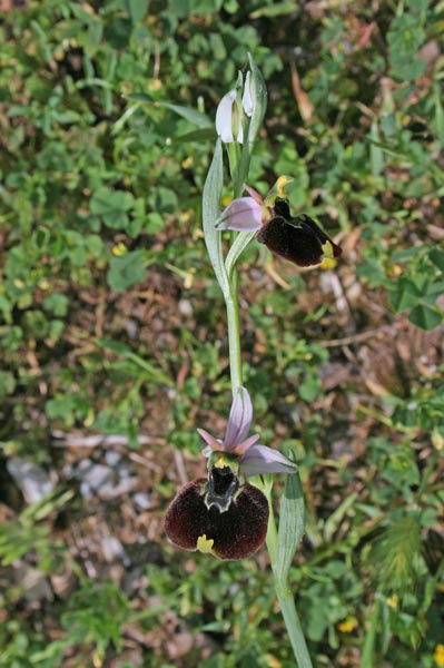 Ophrys chestermanii, Ofride di Chesterman, Mumuseddus