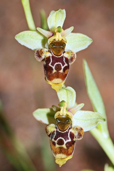 Ophrys conradiae, Ofride di Conrad, Ofride sarda, Mumuseddus, Musconi