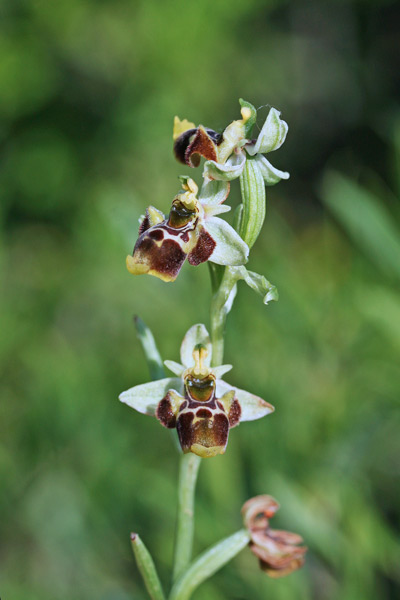 Ophrys conradiae, Ofride della Conrad, Ofride sarda, Mumuseddus, Musconi, Orchidea aresti, Orchidea burda