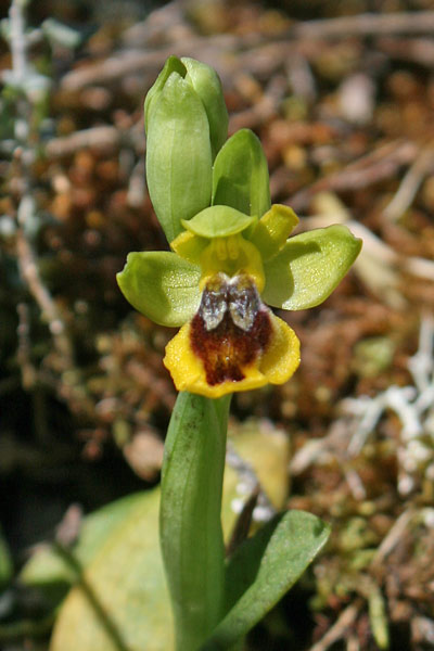 Ophrys subsfusca subsp. liveranii, Ofride di Liverani