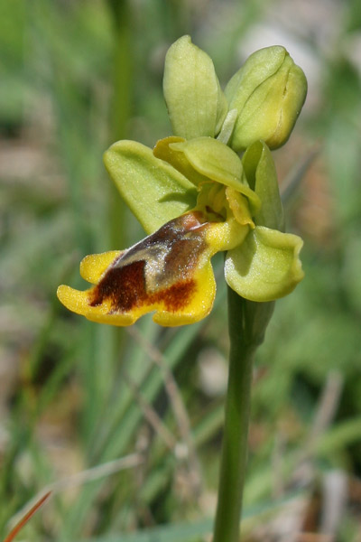 Ophrys subsfusca subsp. liveranii, Ofride di Liverani