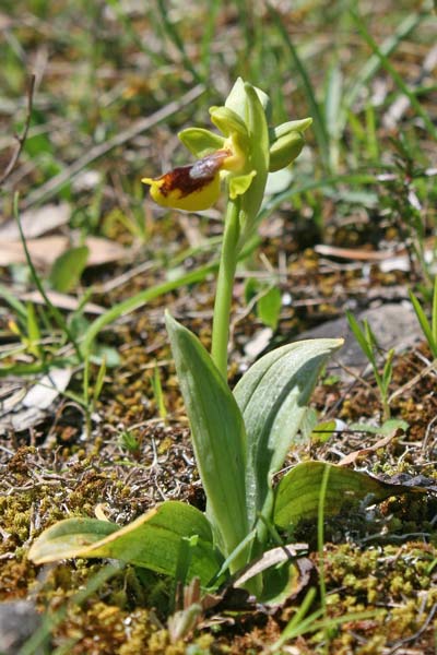 Ophrys subsfusca subsp. liveranii, Ofride di Liverani