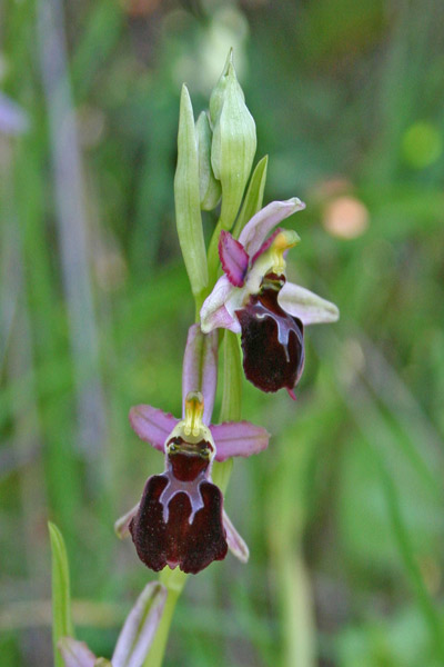 Ophrys exaltata subsp. morisii, Ofride di Moris, Mumusedds, Musconi, Orchidea aresti, Orchidea burda