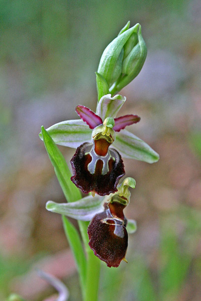 Ophrys exaltata subsp. morisii, Ofride di Moris, Mumusedds, Musconi, Orchidea aresti, Orchidea burda