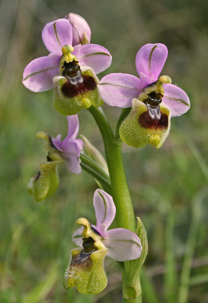 Ophrys tenthredinifera subsp. neglecta, Ofride negletta