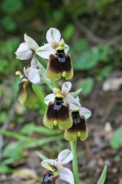 Ophrys normanii, Ofride di Norman