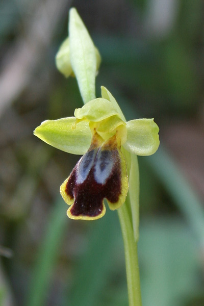 Ophrys ortuabis, Ofride del Rosmarino