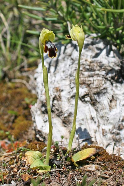 Ophrys ortuabis, Ofride del Rosmarino