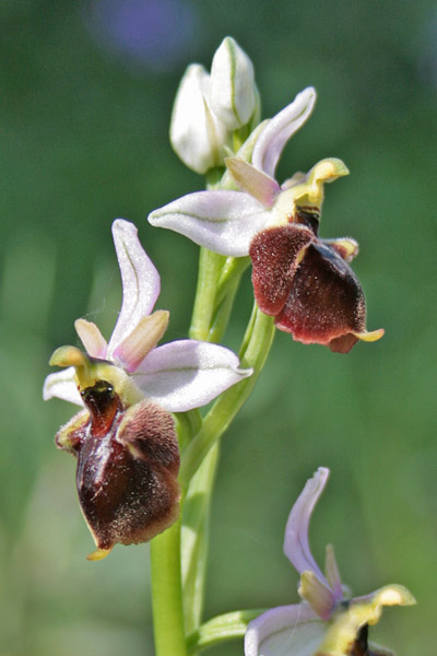 Ophrys panattensis, Ofride di Panatta