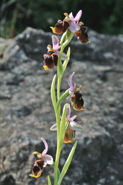 Ophrys panattensis, Ofride di Panatta