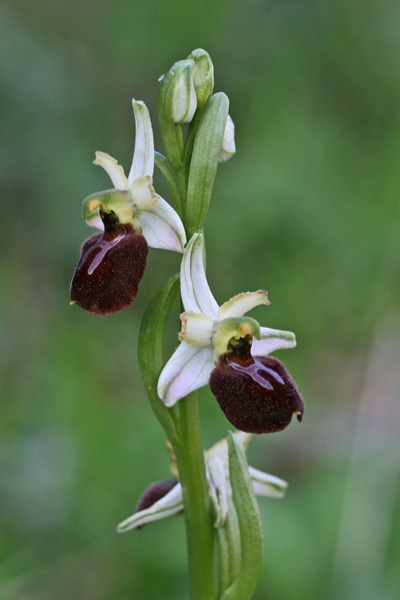Ophrys sphegodes subsp. praecox, Ofride precoce