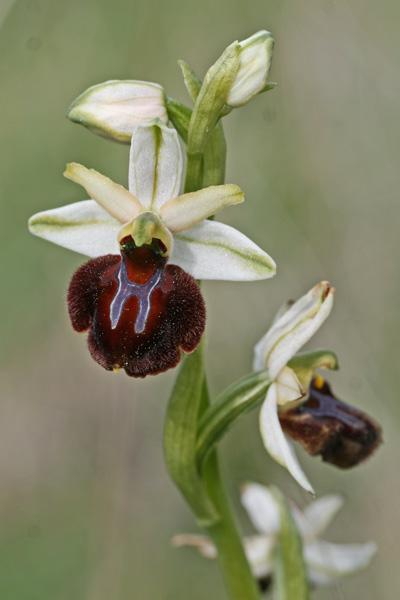 Ophrys sphegodes subsp. praecox, Ofride precoce